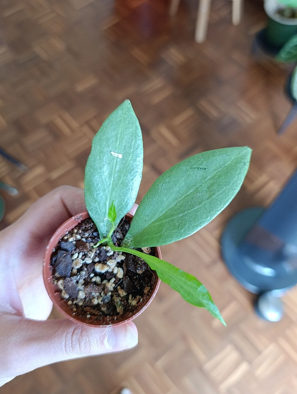 Pflanzen & Samen: Hoya Nicholsoniae New Guinea Ghost – Neu (gemäss Beschreibung) aus Baar von L.isa28