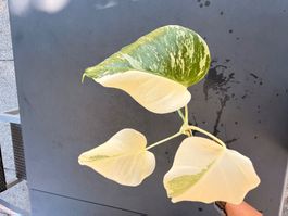 Monstera Deliciosa Albo Variegata