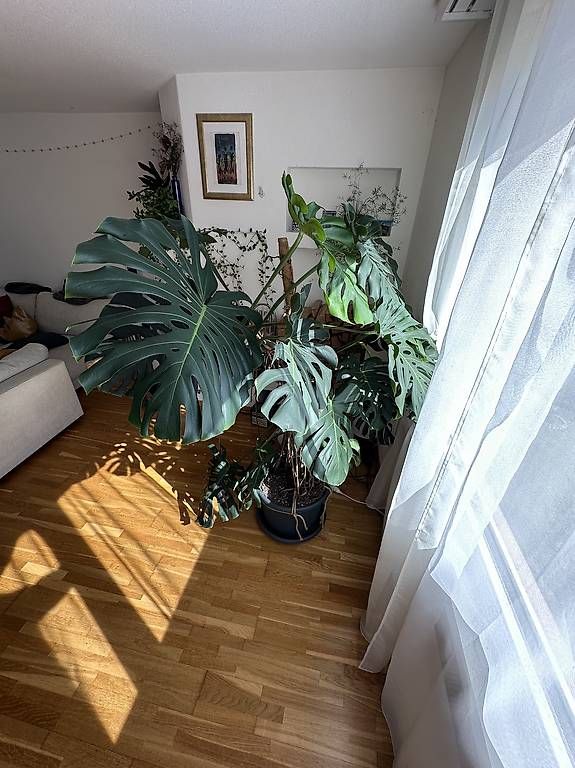 Pflanzen & Samen: Riesengrosse Monstera – Gebraucht aus Hombrechtikon von kus_q9vm 2