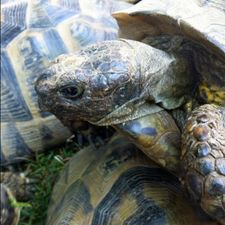 Profile image of Swissturtle