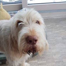 Profile image of SuperfastSpinone