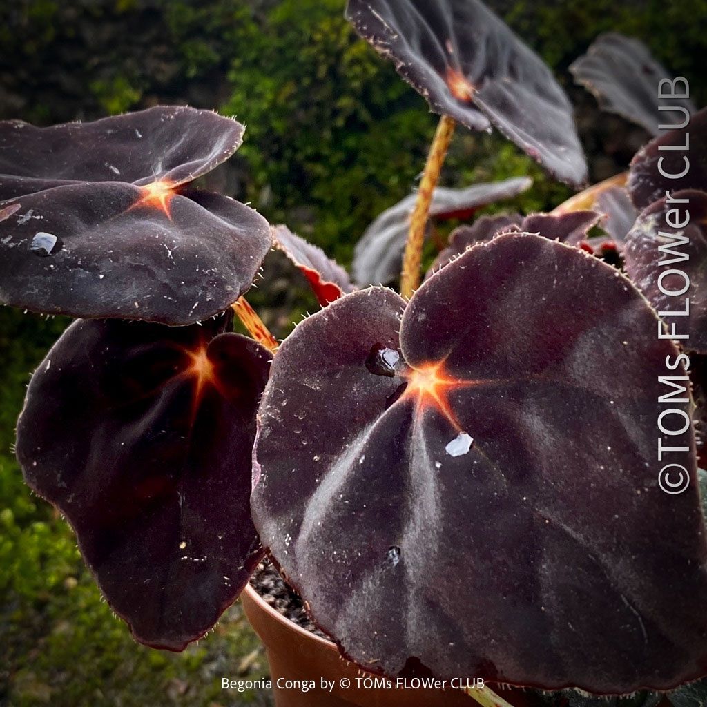Pflanzen & Samen: Begonia Conga - wunderschöne samte burgundy Blätter – Neu und originalverpackt aus Adliswil von MarkyForest 4