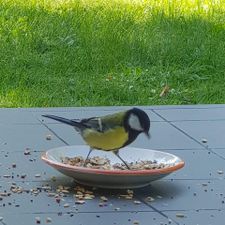 Profile image of Eisvogel-01
