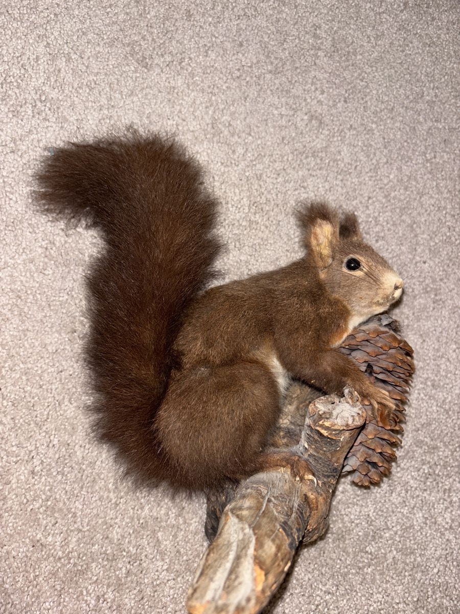 Welt der Tiere: Eichhörnchen Präperat – Gebraucht aus Zürich von Naniiin 1