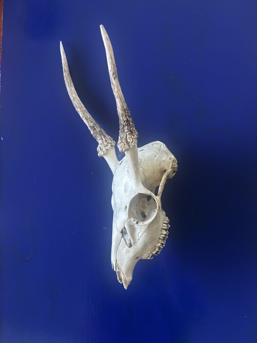 Il mondo degli animali: Schädel mit asymmetrischem Geweih  – Usato da Zürich venduto da Pat8038 1