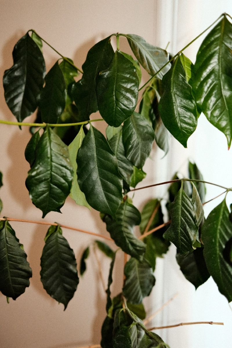Plantes & graines: Kaffeepflanze inklusive Topf – D'occasion à Zürich par dvblch 1