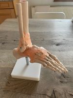 Fussmodell Anatomisches Modell medizinisch guter Zustand