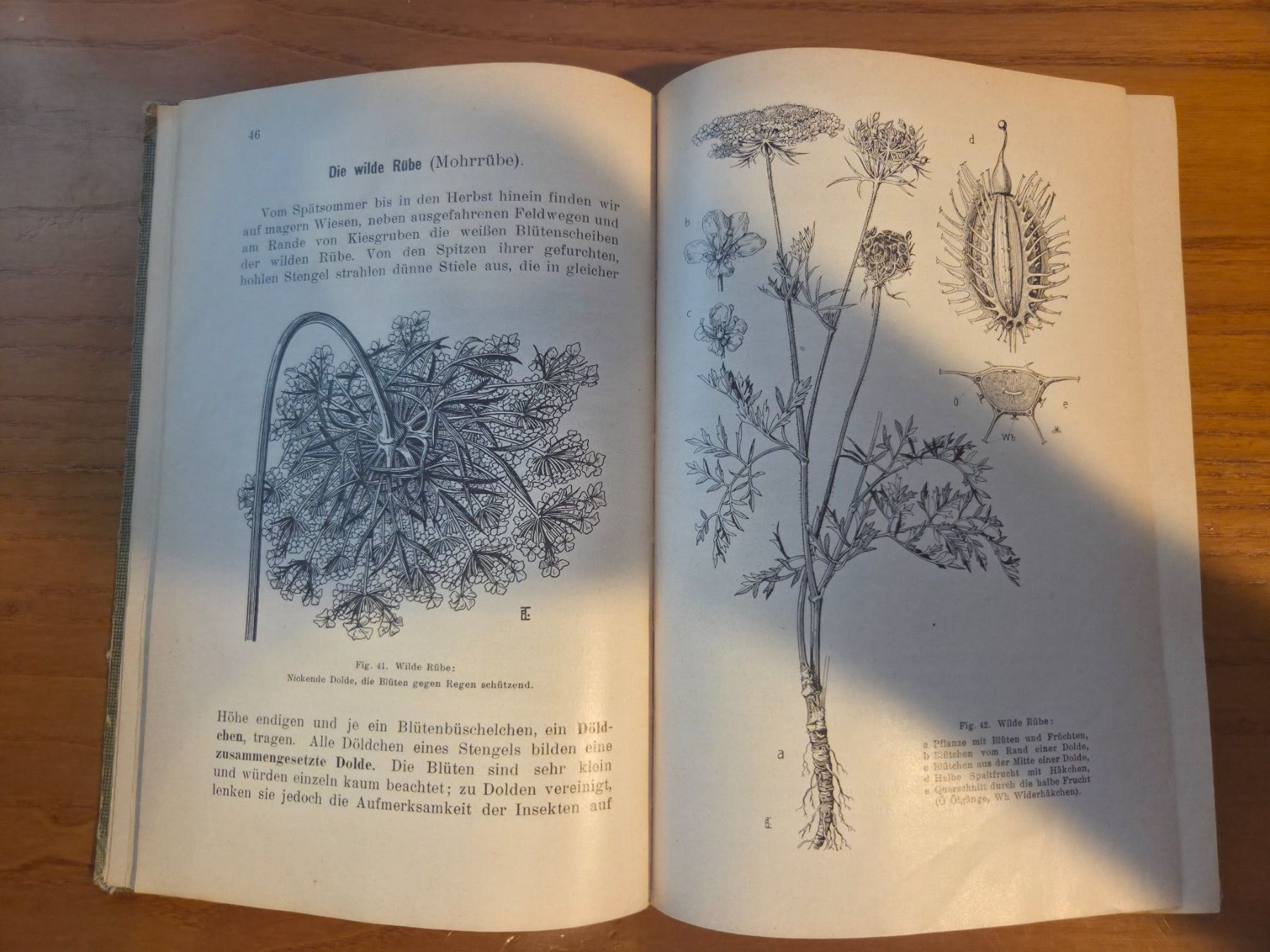Libri: Meierhofer: Leitfaden der Naturkunde – Botanik, Zürich 1918 – Usato da Aldesago venduto da lusuardi 7