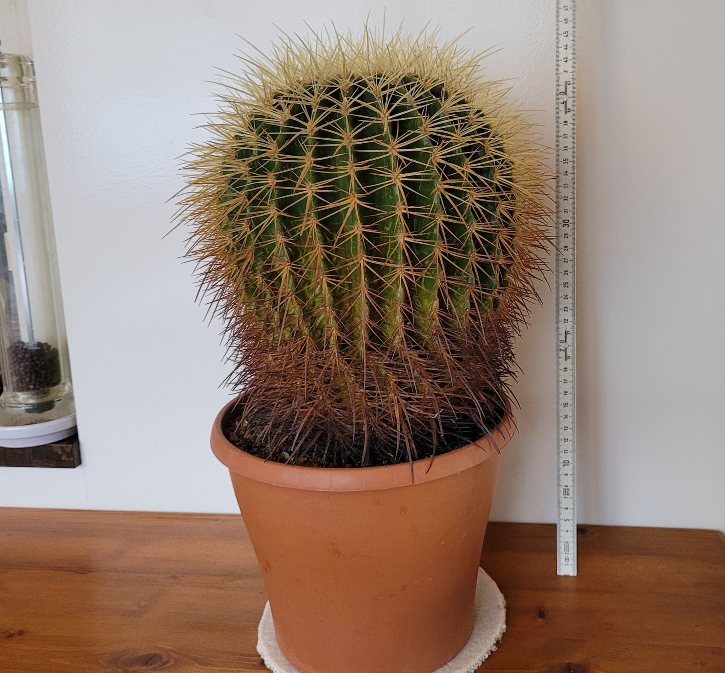 mammillaria geminispina Mammillaria Geminispina – Planet Desert main image 1