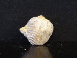 Versteinerter Fisch Fossil MUSCHEL BRACHIOPOD MAROKKO