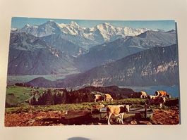 Originale vintage Postkarte Niederhorn/Beatenberg