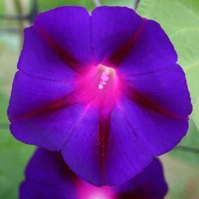 Pflanzen & Samen: 50 Samen Prunkwinde GRANDPA OTT Blume – Neu (gemäss Beschreibung) aus Ehrendingen von VerveinaSamen 1
