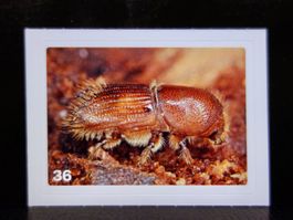 MIGROS MANIA Nature Detectives Nr. 36