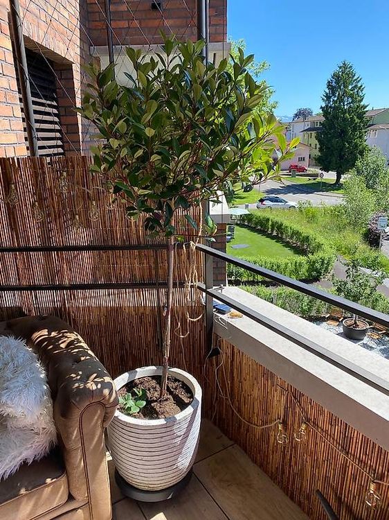 Glanzmispel MIT TOPF Photinia Robusta Compacta Hochstammbaum (Gebraucht) in  Meisterschwanden fr CHF 69  nur Abholung auf Ricardo kaufen