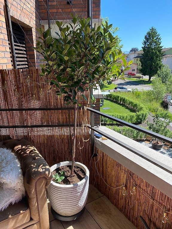 Glanzmispel MIT TOPF Photinia Robusta Compacta Hochstammbaum (Gebraucht) in  Meisterschwanden fr CHF 69  nur Abholung auf Ricardo kaufen