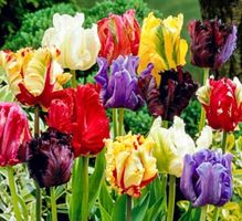 TULIPA PARROT MIX 8 Zwiebeln + Pflege Infos