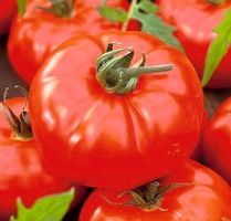 TOMATE „Giant” / 10 Samen