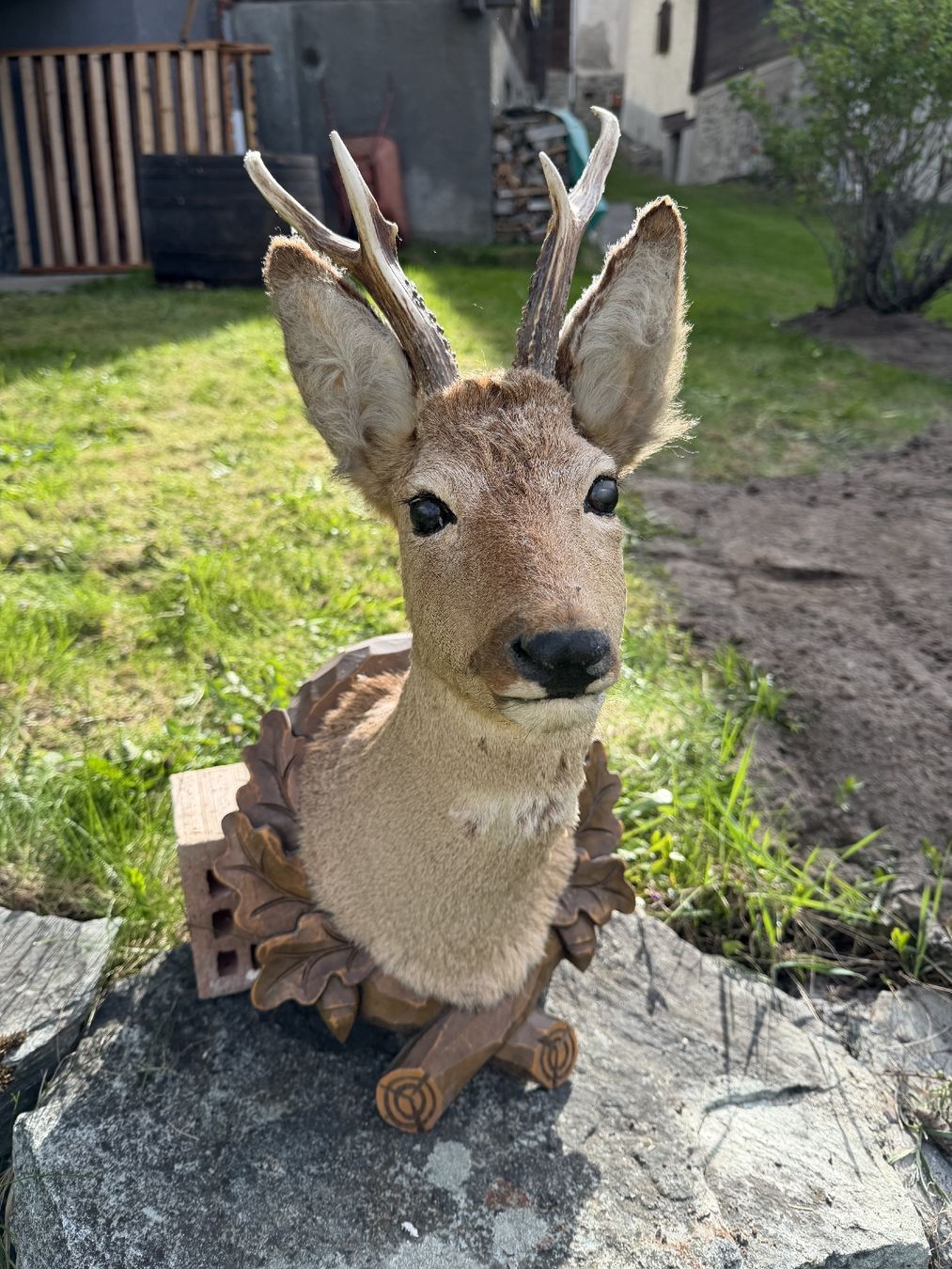 Il mondo degli animali: Trophée de chevreuil empaillé authentique - Déco chalet – Usato da Etagnières venduto da rom_w9zh
