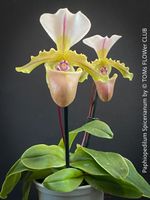 Paphiopedilum Spicerianum - Frauenschuh-Orchidee