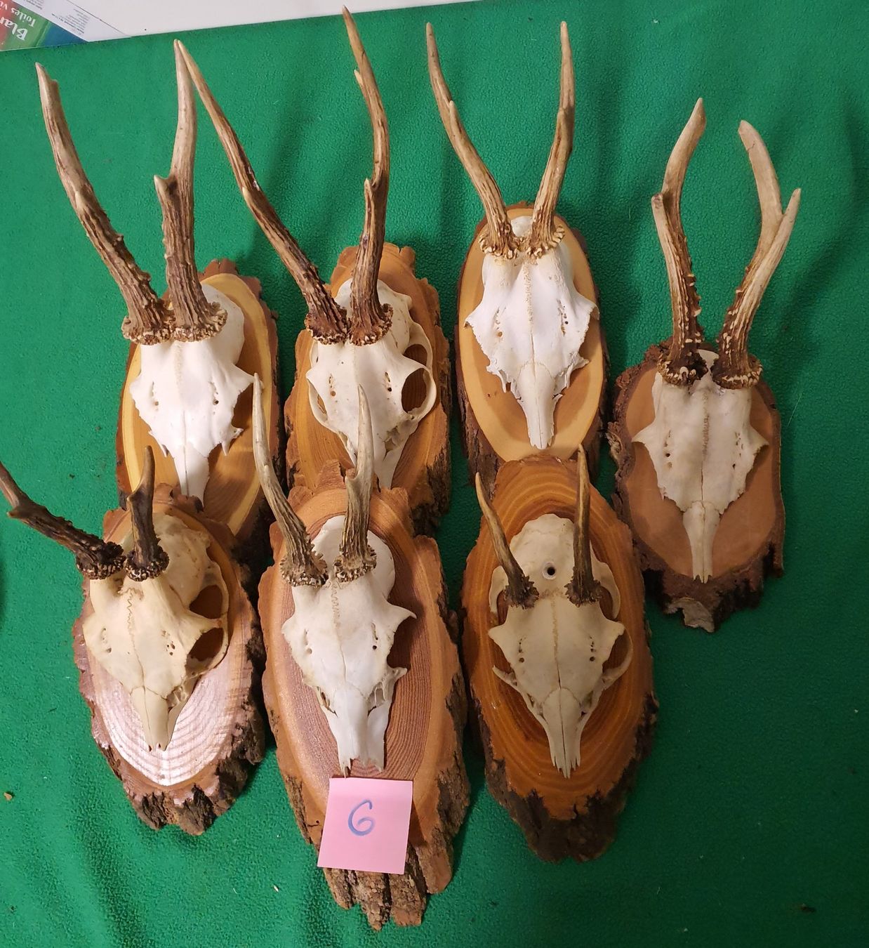 Sonstiges zum Sammeln & Seltenes: JAGD TROPHÄE 7 STÜCK SEHR  Nr 6 SCHÖN – Gebraucht aus Schönenwerd von don1952