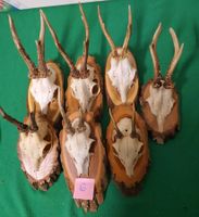 JAGD TROPHÄE 7 STÜCK SEHR  Nr 6 SCHÖN