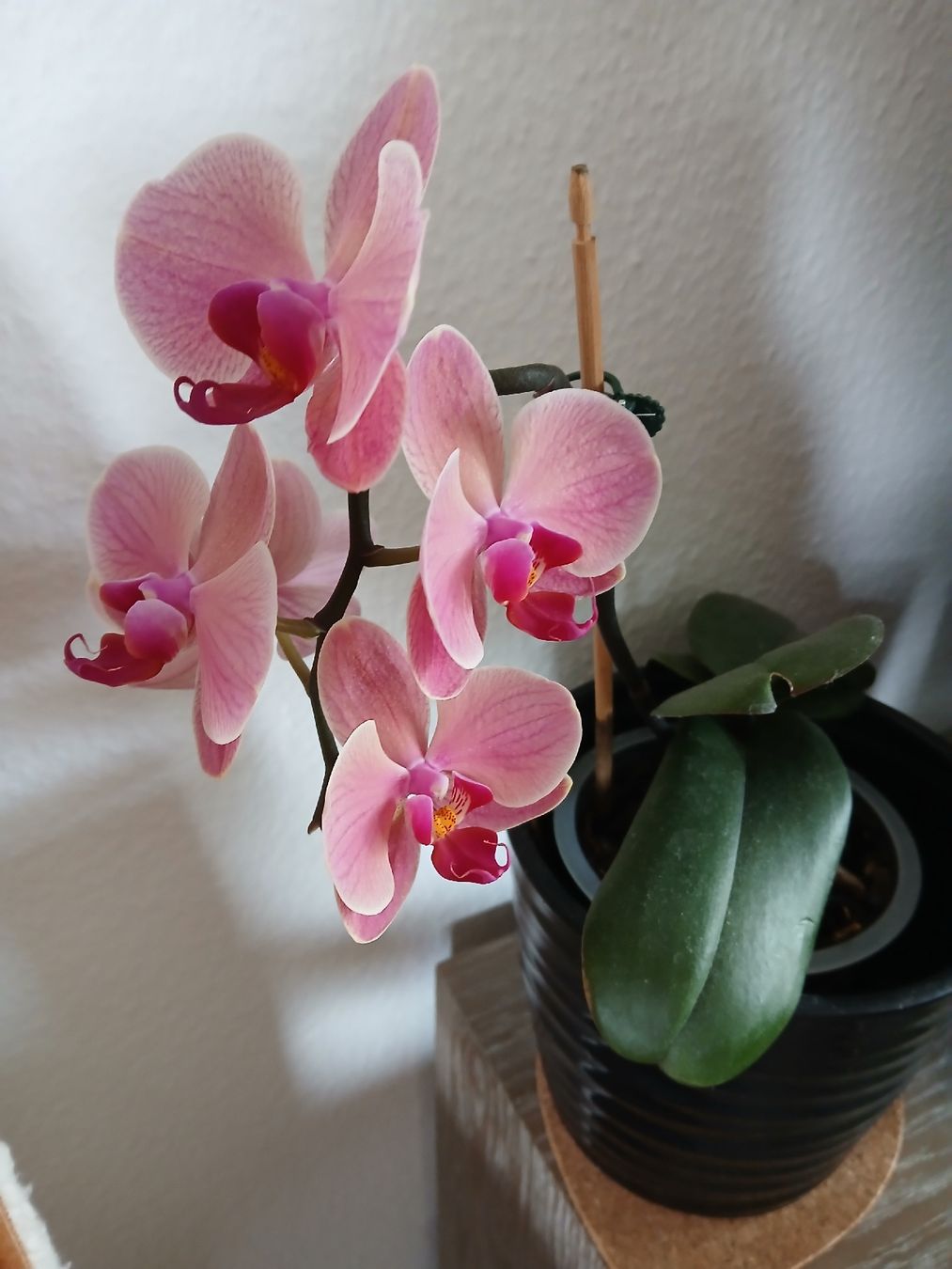 Pflanzen & Samen: Orchidee Phalaenopsis pink blühend Top Zustand  – Gebraucht aus Dübendorf von LoRi-2026 1