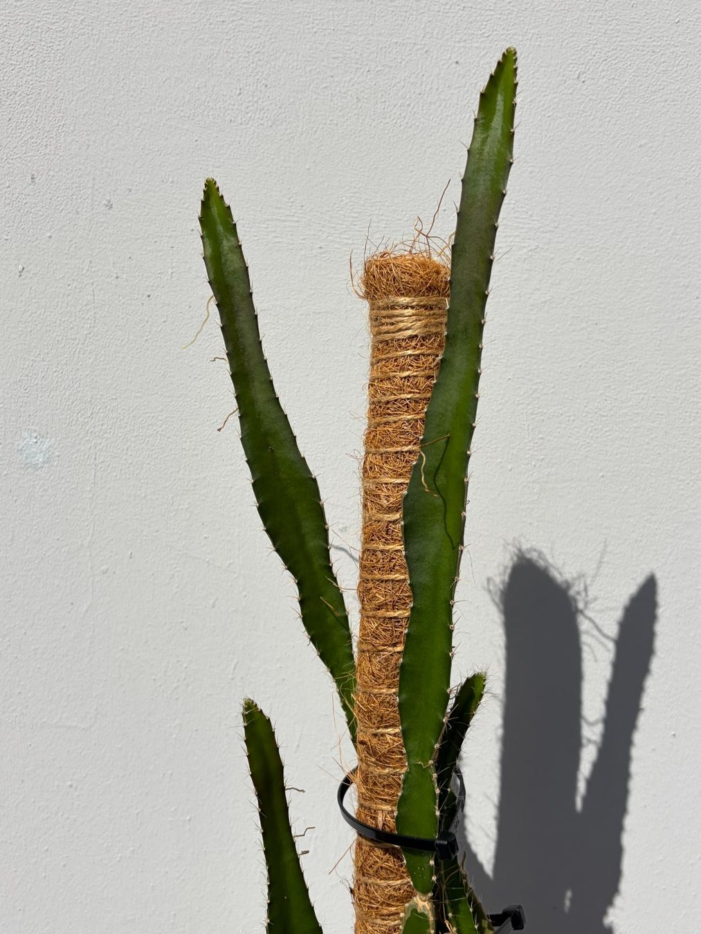 Piante & sementi: Drachenfrucht-Pflanzen, (rotfleischige Drachenfrucht) – Usato da Boll venduto da NRie 4