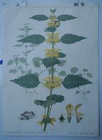 ⭐Schulwandbild Nr. 109 Goldnessel von Marta Seitz #duss