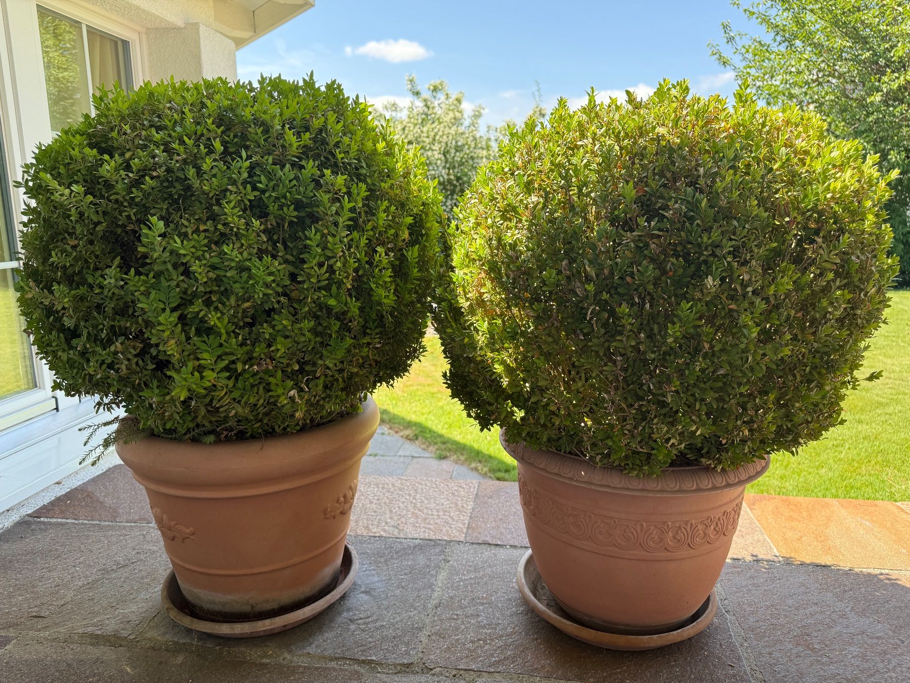 Piante & sementi: Buchskugeln mit Topf / buxus – Usato da Bassersdorf venduto da Buesler7 1