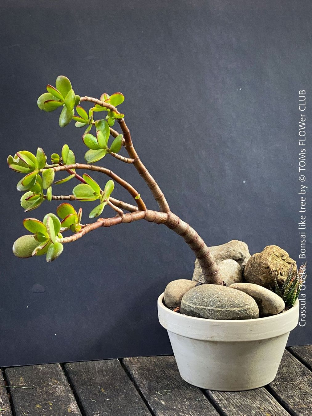 Piante & sementi: Crassula Ovata – Bonsai - Geldbaum – Usato da Adliswil venduto da TAKEYOURPLANT