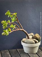 Crassula Ovata – Bonsai - Geldbaum