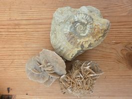 Fossil Ammonit und zwei Wüstenrosen Natursteine
