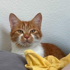 Profile image of Stiefelkater_01