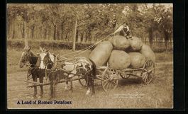 A Load of Romeo Potatoes, optische Täus