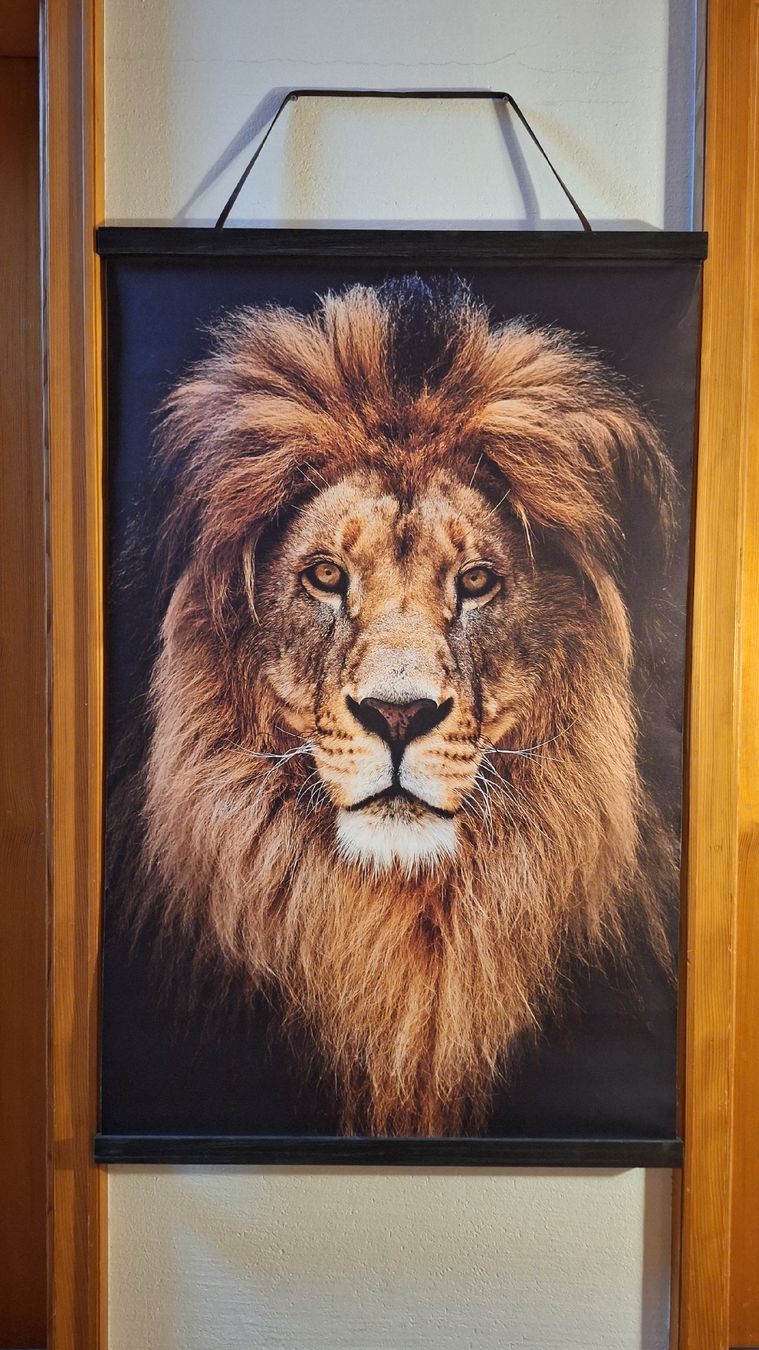 Posters & Illustrations: Bild Löwe Grösse 80x126cm  – D'occasion à Sempach par berglady30