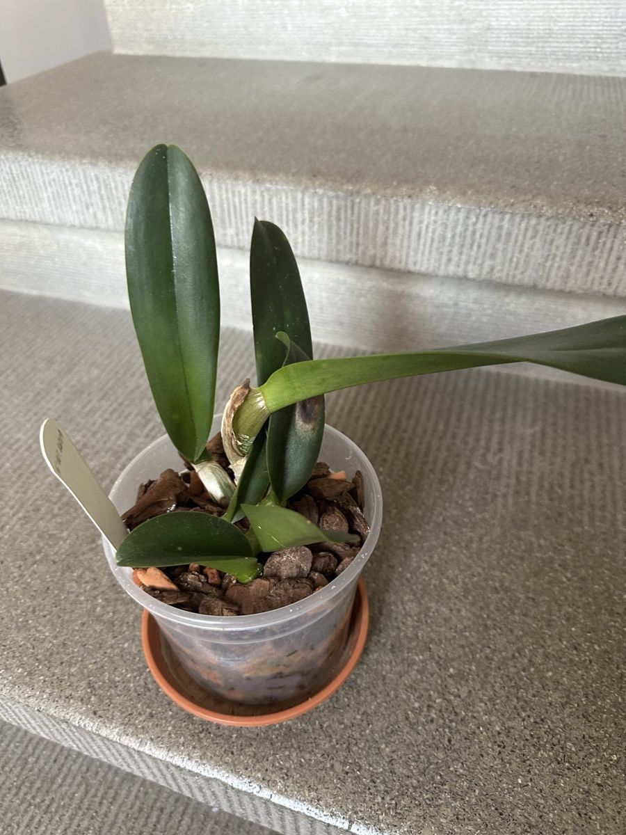 Piante & sementi: Cattleya.  Orchidee – Usato da Bern venduto da womiman