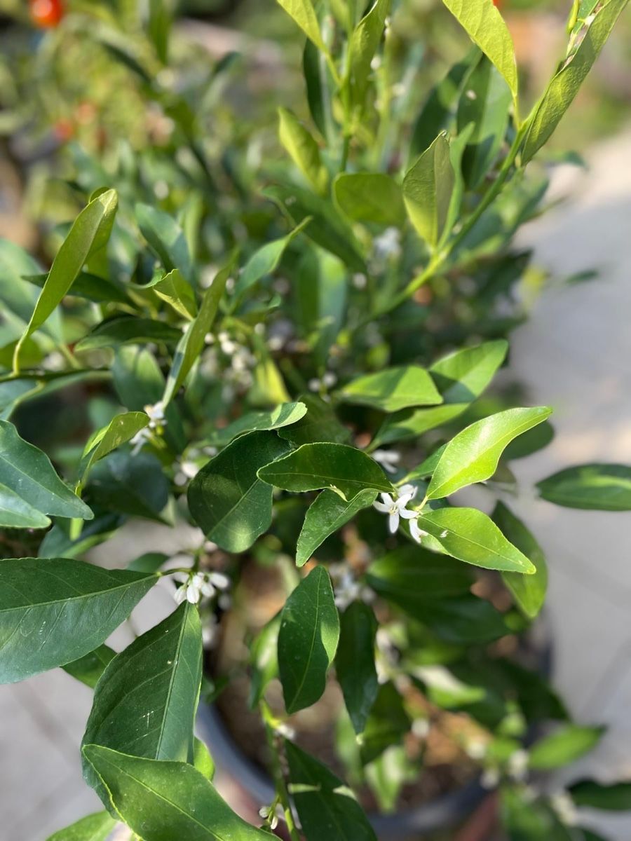 Piante & sementi: Calamondin Zitruspflanze – Nuovo (secondo la descrizione) da Bäretswil venduto da Evamaria1 1