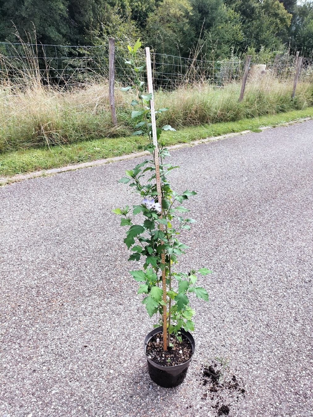 Piante & sementi: Hibiskus Winterhart – Usato da Attelwil venduto da Schneider76 1