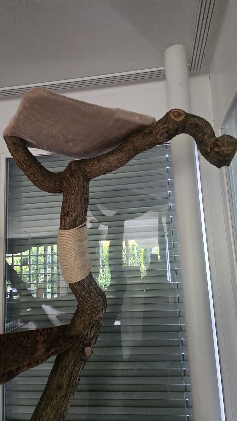 Arbres à chats: Katzenbaum Natur – D'occasion à Buchrain par urs_nq9w 2