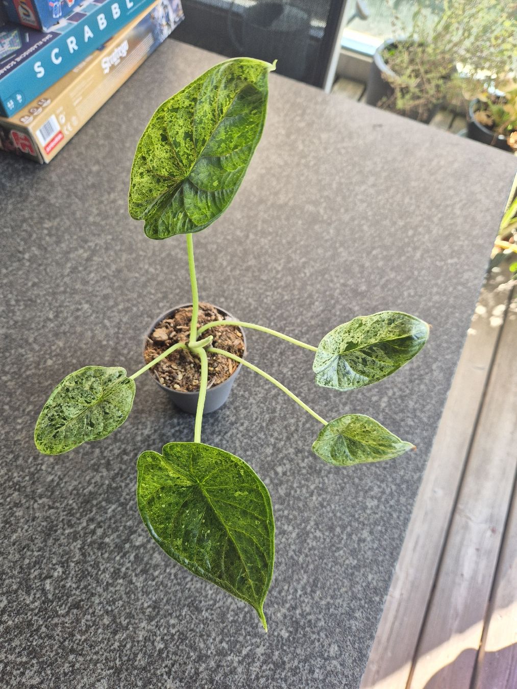 Piante & sementi: Alocasia Dragon Scale Mint Variegata – Usato da Urtenen-Schönbühl venduto da Pflanzenherberge