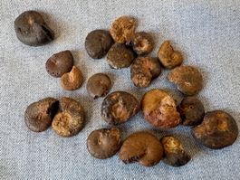 Ammoniten LOT aus Marokko. unbehandelt interessant  Sammlung