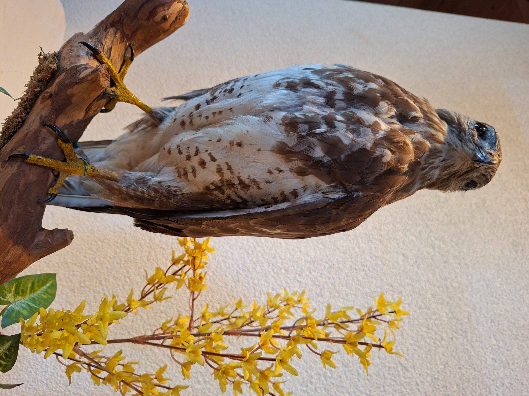 Welt der Tiere: Mäusebussard 1 – Gebraucht aus Wünnewil von Boschung1 2