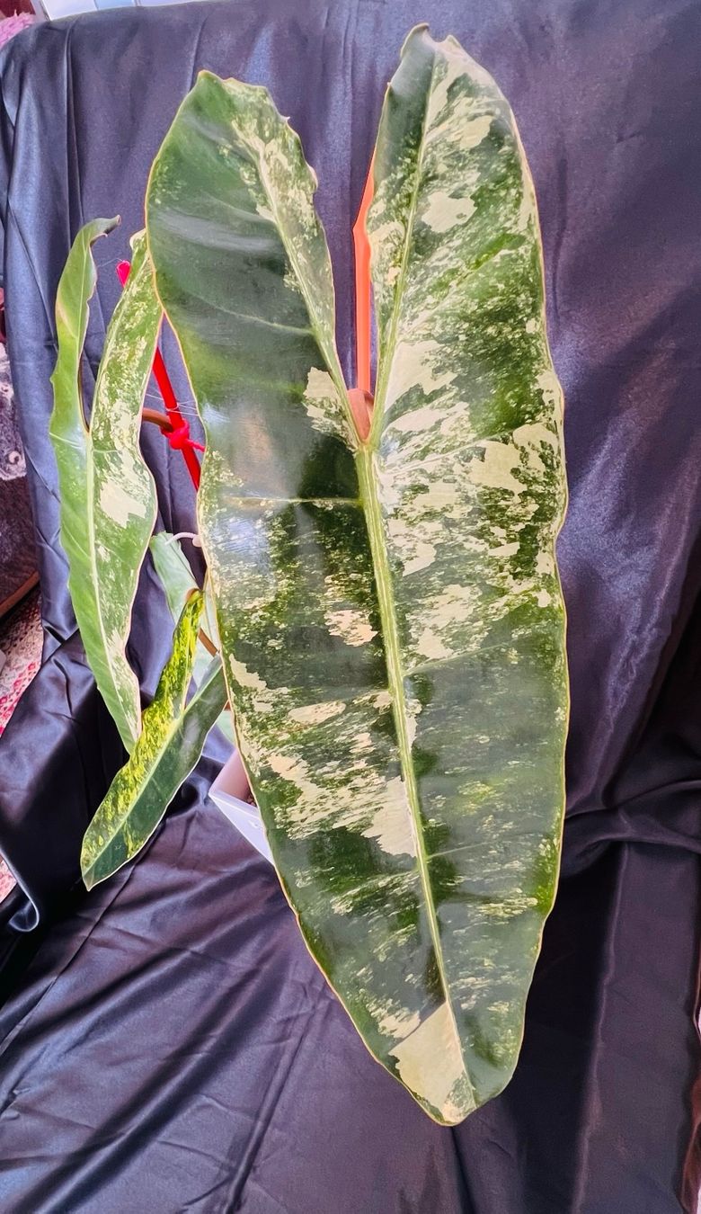 Piante & sementi: Philodendron Billietiae variegated – Usato da Zofingen venduto da Erfolg1957 4