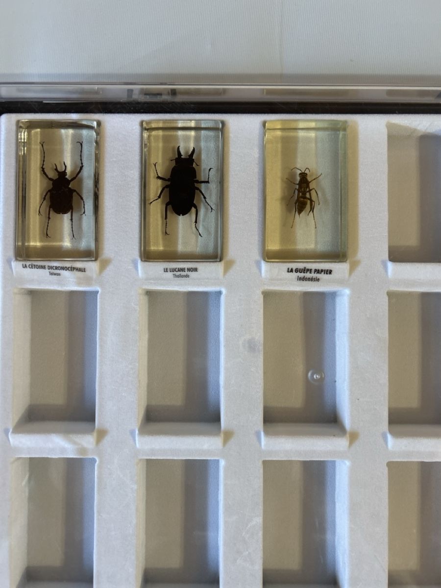 Bastelsets: Collection Insectes du Monde – Gebraucht aus Vétroz von sam_hx5l 4