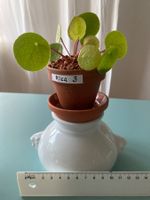 Geldbaum/ Dollar Jungpflanze/ Pilea 3