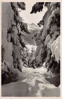 ALPIN: Davos, Schatzalpwald, Rhinerhorn, gelaufen 1960
