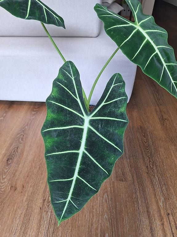 Pflanzen & Samen: Alocasia – Neu und originalverpackt aus Winterthur von fam_hx 3
