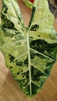 🤩Alocasia Frydek Albo Highly Vari.super Genetik Rhizom 