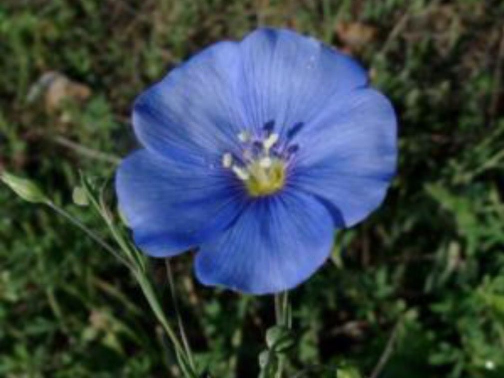 Piante & sementi: LINUM AUSTRIACUM - BLAUE STAUDEN - LEIN - HELLBLAU/BLAU – Nuovo (secondo la descrizione) da Buchs AG venduto da fischli610 2