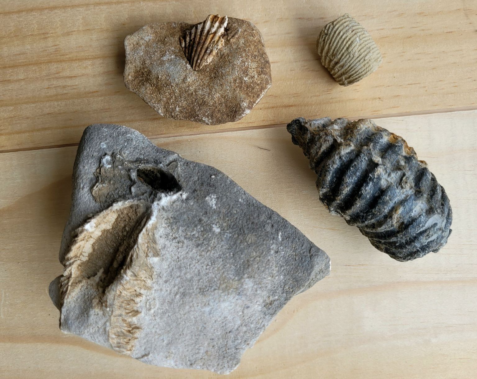 Fossili: Fossilien, diverse Arten, Spezien – Nuovo (secondo la descrizione) da Unterengstringen venduto da orpheo13 1